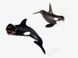 齿鲸齿鲸生物高清图片