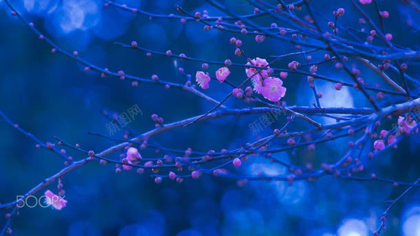 蓝色夜景粉色花朵背景