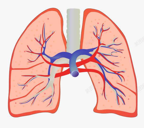 彩色肺器官手绘插画png免抠素材_新图网 https://ixintu.com 人体器官 健康 免抠PNG 医疗 器官 彩色肺器官手绘插画 生理 肺