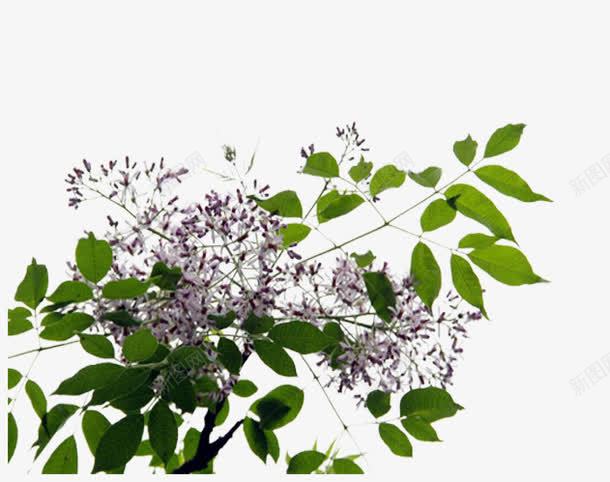 树枝png免抠素材_新图网 https://ixintu.com 植物 紫色的小花 绿叶 背景图片 茂盛的树枝