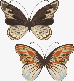 两只彩色的蝴蝶标本元素矢量图素材