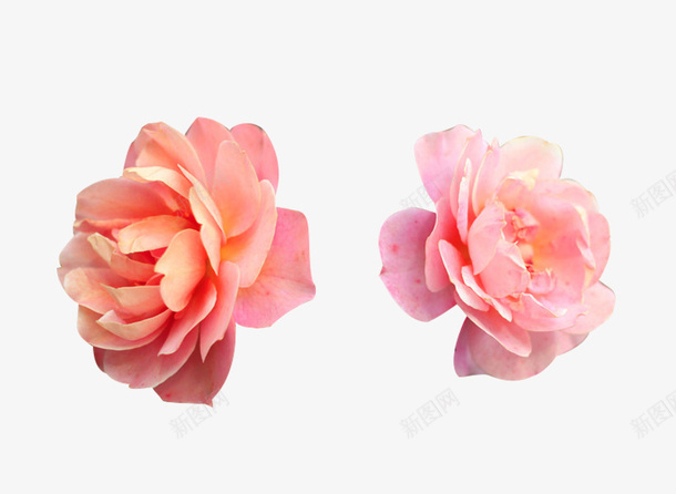 两色法兰西玫瑰psd免抠素材_新图网 https://ixintu.com 两色 植物 法兰西玫瑰 玫瑰花 花卉 鲜花
