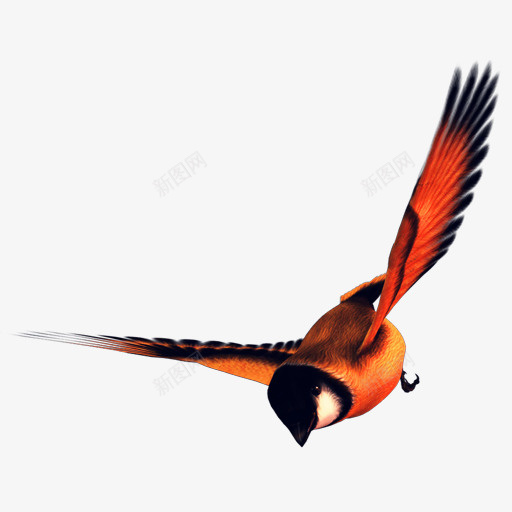 俯冲的鸟png免抠素材_新图网 https://ixintu.com 俯冲的鸟 鸟