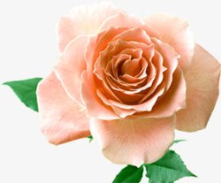 肉色玫瑰花卉海报背景七夕情人节素材