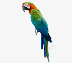 彩色的动物彩色羽毛鹦鹉高清图片