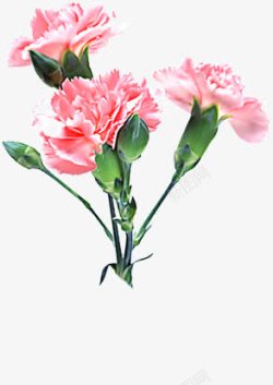 美艳的花朵粉色美艳花朵康乃馨高清图片