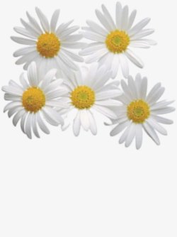 白色唯美春天雏菊花朵素材