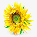 花植物向日葵ourukrainepng免抠素材_新图网 https://ixintu.com flower plant sunflower 向日葵 植物 花