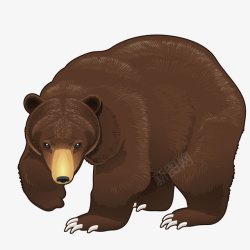 杂食大棕熊矢量图高清图片