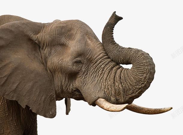 挠痒痒的幼年非洲象png免抠素材_新图网 https://ixintu.com 动物 幼年 挠痒痒 褐色 非洲象
