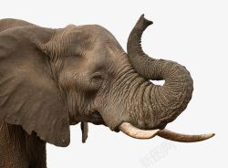 挠痒痒挠痒痒的幼年非洲象高清图片