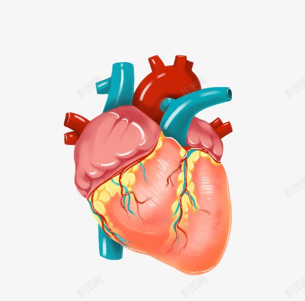 人体器官心脏图png免抠素材_新图网 https://ixintu.com 人体器官 卡通手绘 心 心脏 粉色 绿色 血液 血管 血管图案