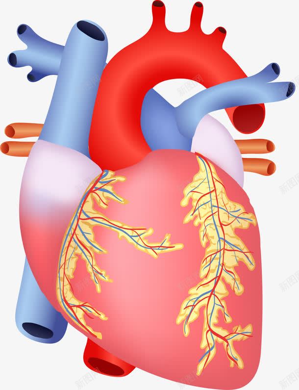 人体心脏png免抠素材_新图网 https://ixintu.com 人体器官研究 医学 心脏 装饰