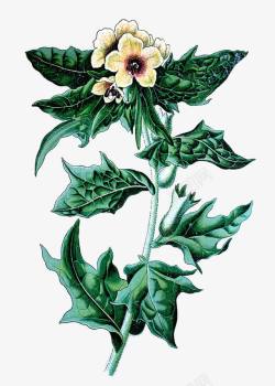 尼日尔茄属植物手绘高清图片