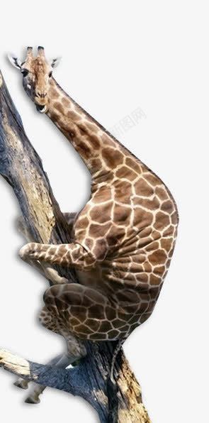 爬在树上的长颈鹿png免抠素材_新图网 https://ixintu.com h5素材 动物 爬在树上的长颈鹿