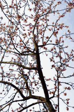 晴空花束杏花树枝高清图片
