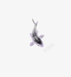 紫色中国风小鱼装饰图案素材