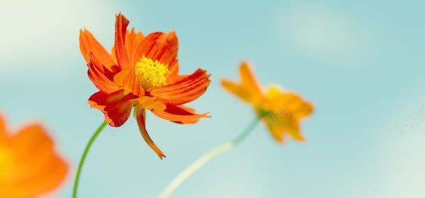 鲜花花朵植物背景jpg设计背景_新图网 https://ixintu.com 植物 背景 花朵 鲜花