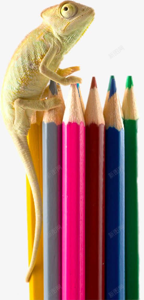 创意趴在铅笔上的蜥蜴png免抠素材_新图网 https://ixintu.com png图片 书写 免费png 免费png元素 创意趴在铅笔上的蜥蜴 教育
