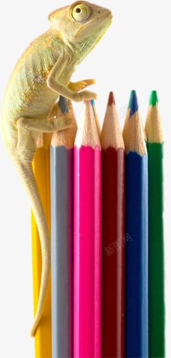 创意蜥蜴创意趴在铅笔上的蜥蜴高清图片