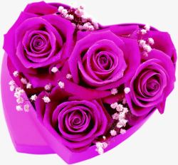 紫色玫瑰爱心素材