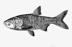 大型鱼类鳙鱼胖头鱼水产大型鱼类高清图片