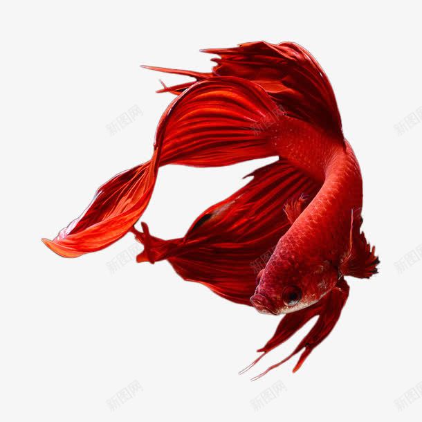 红色的金鱼png免抠素材_新图网 https://ixintu.com 水族箱 红色 金鱼 鱼缸