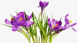 创意合成紫色的花卉植物图案素材