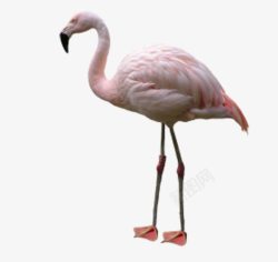 细长腿淡粉色火烈鸟高清图片