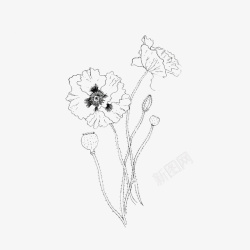 黑白花卉创意装饰图案素材