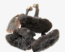 野生灵芝素材