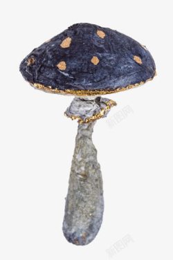 干炸菌菇紫色有斑点写实菌菇菌类植物实物高清图片