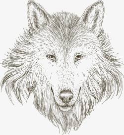 北方的狼手绘素描狼头高清图片