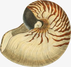 海蜗牛花纹手绘蜗牛壳高清图片