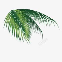 椰树叶椰子树叶高清图片