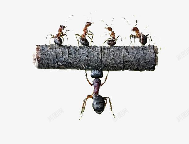 大蚂蚁举起四只小蚂蚁png免抠素材_新图网 https://ixintu.com 想象力 搞怪 蚂蚁