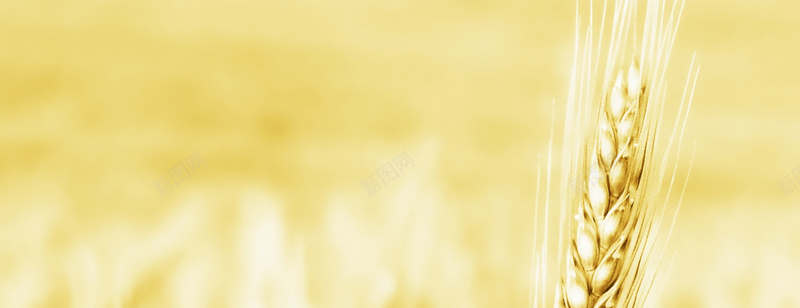 乡村田园麦子banner背景psd_新图网 https://ixintu.com 农业 摄影 海报 海报banner 环保 田野 风景