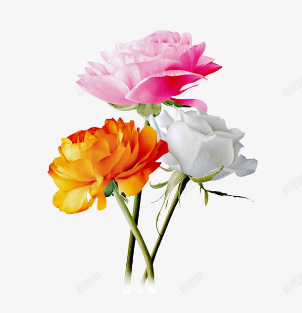 三朵红白花朵装饰png免抠素材_新图网 https://ixintu.com 三朵 红白 花朵 装饰