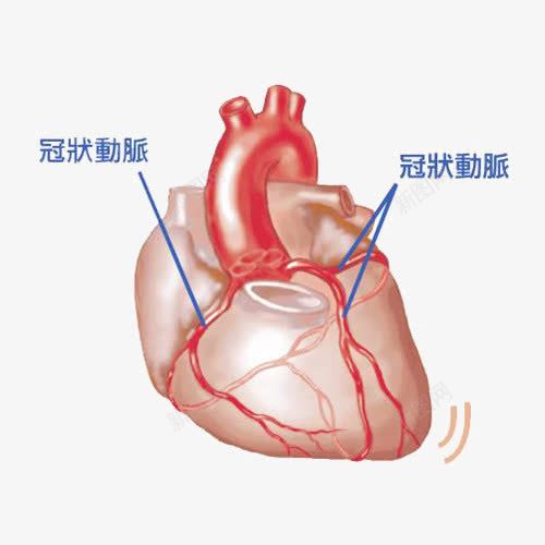 心脏分析图png免抠素材_新图网 https://ixintu.com 动脉 心脑血管 血管 诊治 静脉