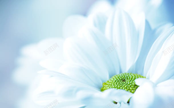 白色花朵景深效果合成jpg设计背景_新图网 https://ixintu.com 合成 效果 景深 白色 花朵