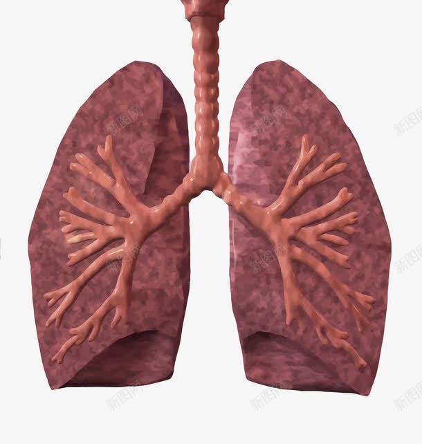 肺部png免抠素材_新图网 https://ixintu.com PNG PNG免费下载 PNG图片 吸烟 结核 肺 肺结核 预防结核