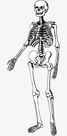 手绘人物骨架png免抠素材_新图网 https://ixintu.com 人体骨架 手绘骨骼素材 骨头人 骨架 骨骼