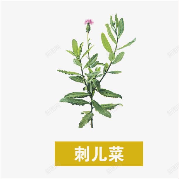 草药png免抠素材_新图网 https://ixintu.com 中药 刺儿菜 本草纲目 药材