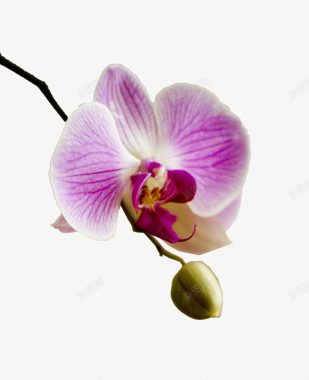 兰花png免抠素材_新图网 https://ixintu.com 兰花 可爱 植物 紫色 自然 花 花店
