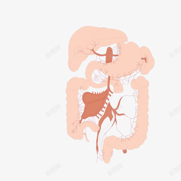 人体内的五脏png免抠素材_新图网 https://ixintu.com 五脏 人体 器官