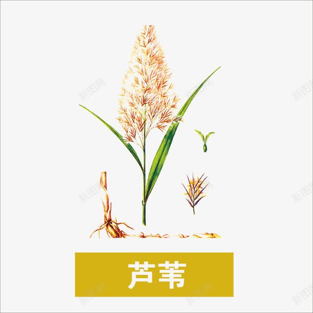 草药png免抠素材_新图网 https://ixintu.com 中药 芦苇 药材