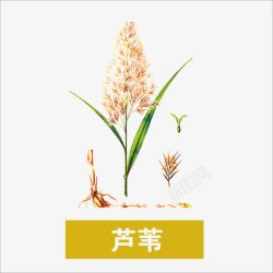 草药素材