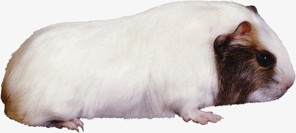 白色的小鼠png免抠素材_新图网 https://ixintu.com 动物 可爱 小鼠 疾病小鼠 白色 装饰