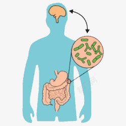 人体细菌肠道高清图片