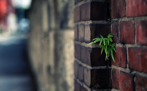 摄影植物墙上生长jpg_新图网 https://ixintu.com 墙上 摄影 植物 生长 素材
